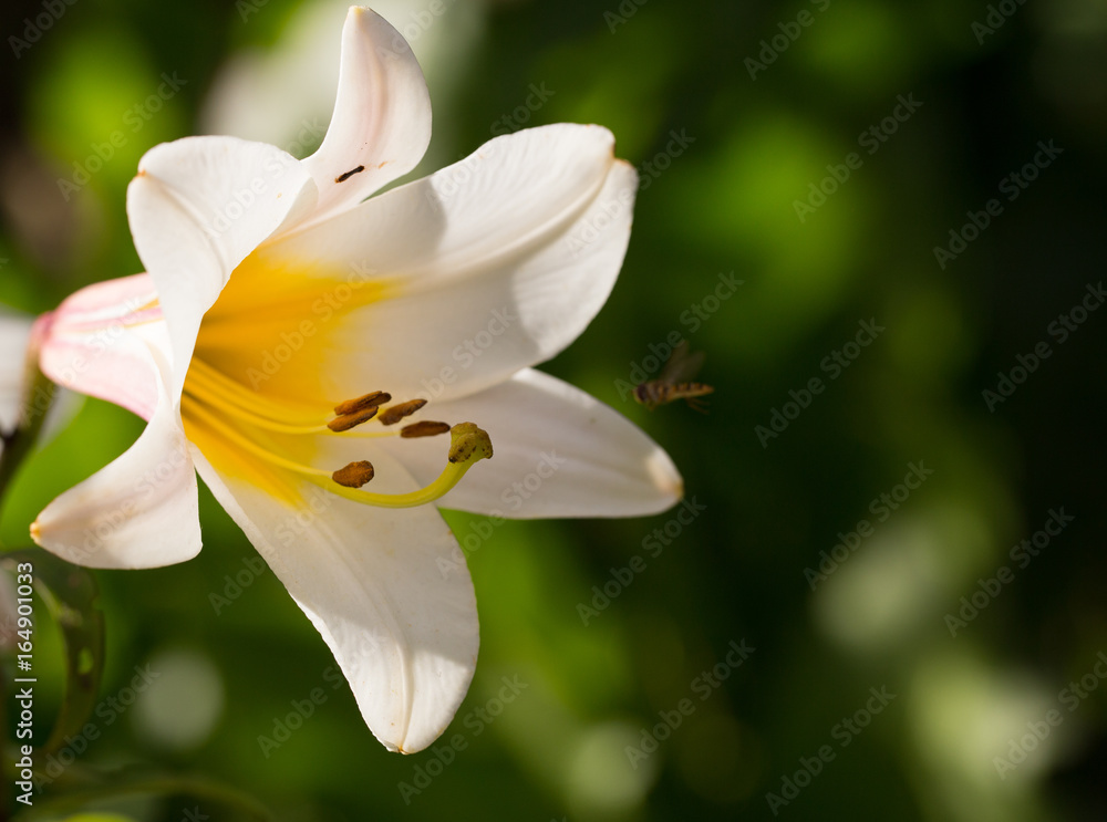 White lily and bee White lily and bee