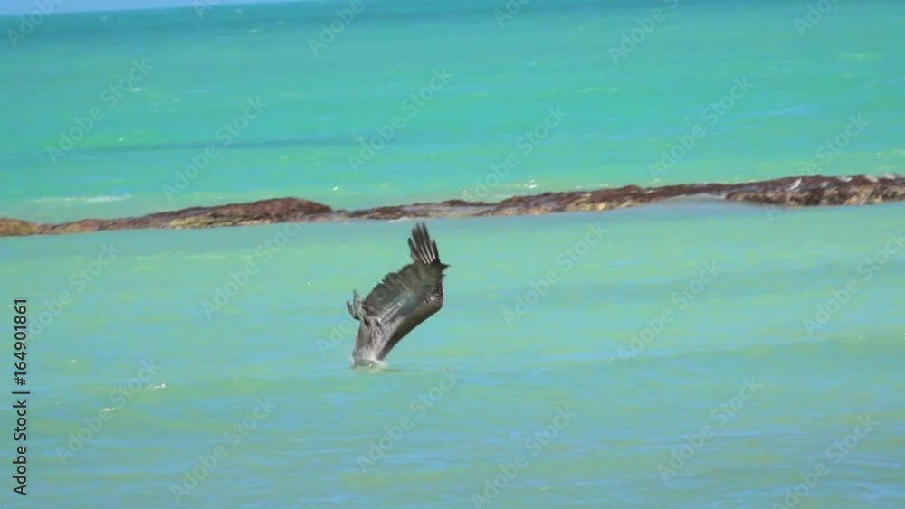 SLOW MOTION, CLOSE UP: Hungry wild pelican hunting fish in a beautiful emerald sea on the Yucatan peninsula, Mexico. Wild bird dropping from the sky plunging head first into the water to catch a prey SLOW MOTION, CLOSE UP: Hungry wild pelican hunting fish in a beautiful emerald sea on the Yucatan peninsula, Mexico. Wild bird dropping from the sky plunging head first into the water to catch a prey