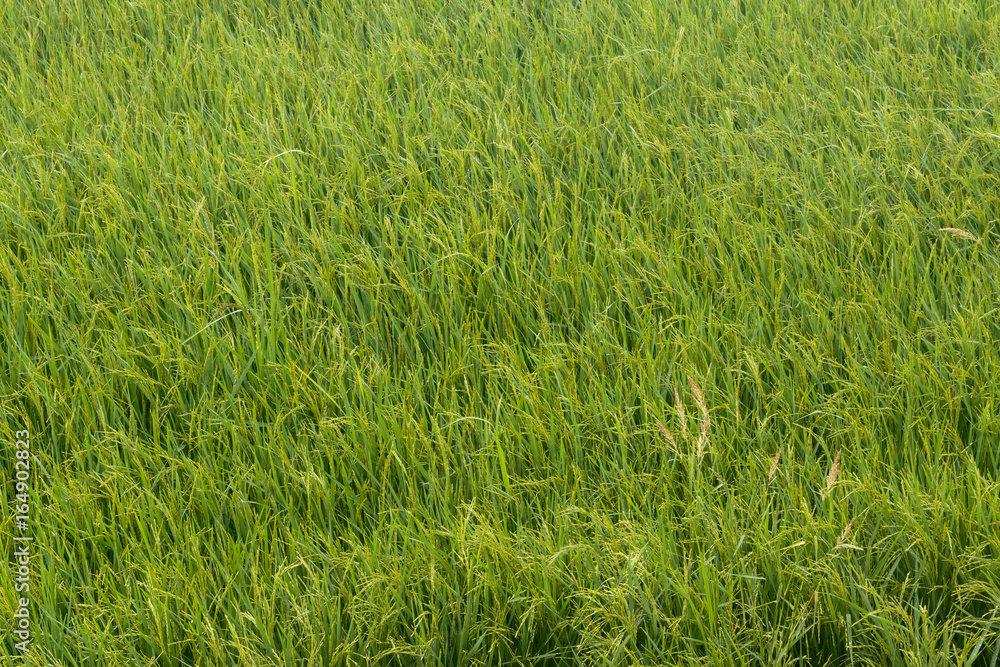 Weeds and rice fields. Weeds and rice fields.