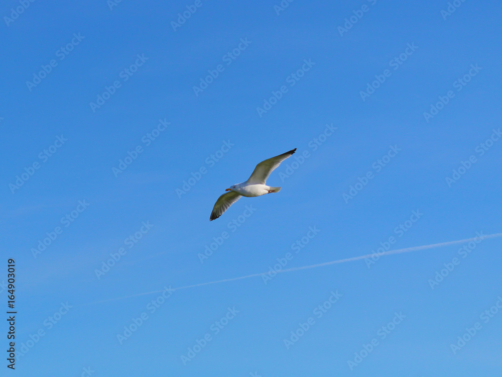 Seagull In Flight Seagull In Flight