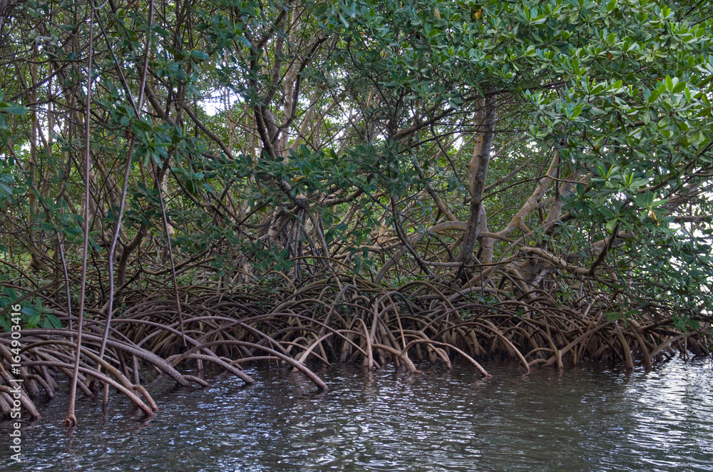 Mangrove, Guadeloupe Mangrove, Guadeloupe