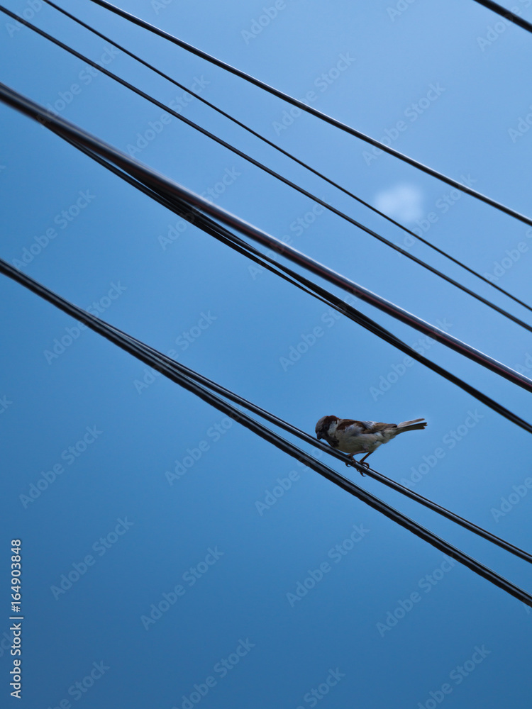 The Sparrow Perched on The Wire The Sparrow Perched on The Wire