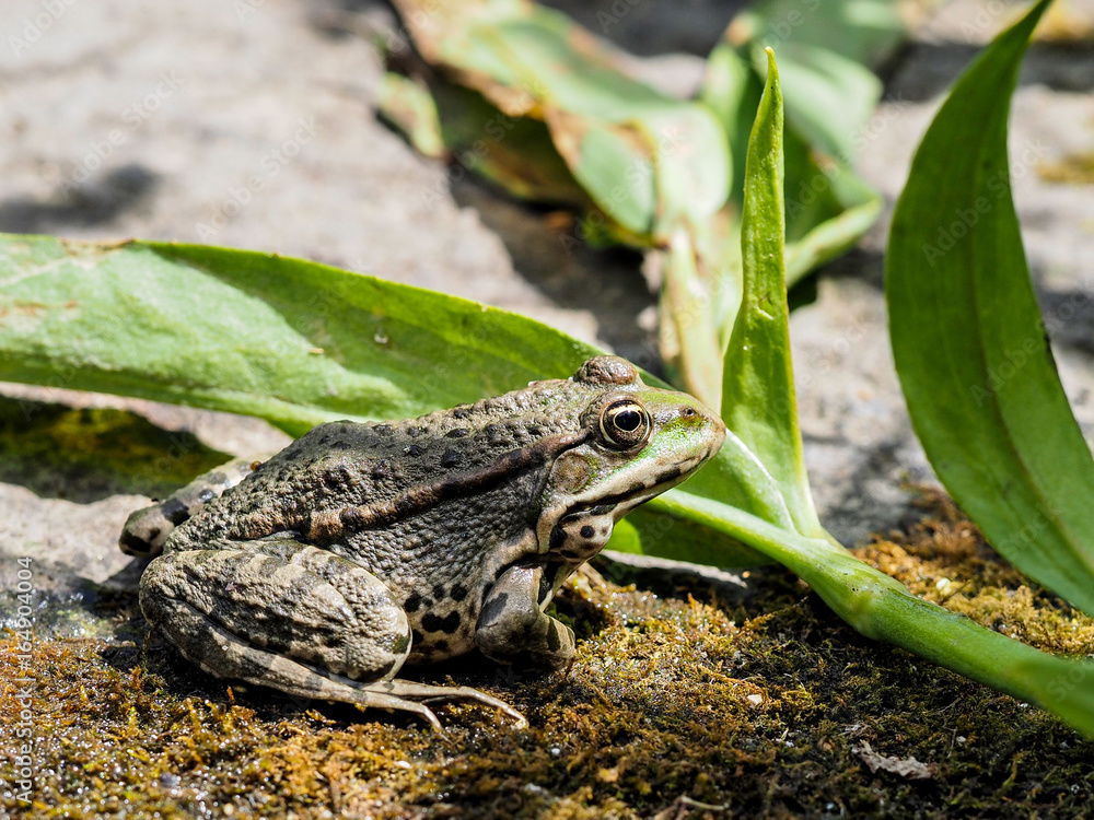 Obraz premium Frog