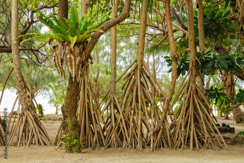 Bird's nest fern and prop roots of pandanus palms - Efate Island, Vanuatu photo