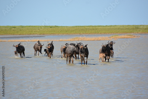 Family of Wildebeest is standing in the lake, Salt flat in Nata Bird Sanctuary, Makgadikgadi pan, Botswana, Africa