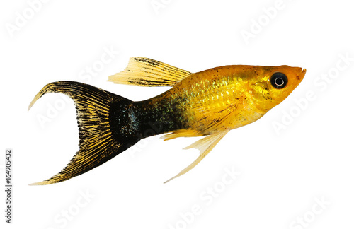 Golden black Lyretail Molly Poecilia latipinna aquarium fish