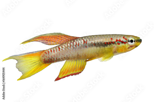 killi splendid Killifish Aphyosemion splendopleure tropical aquarium fish 