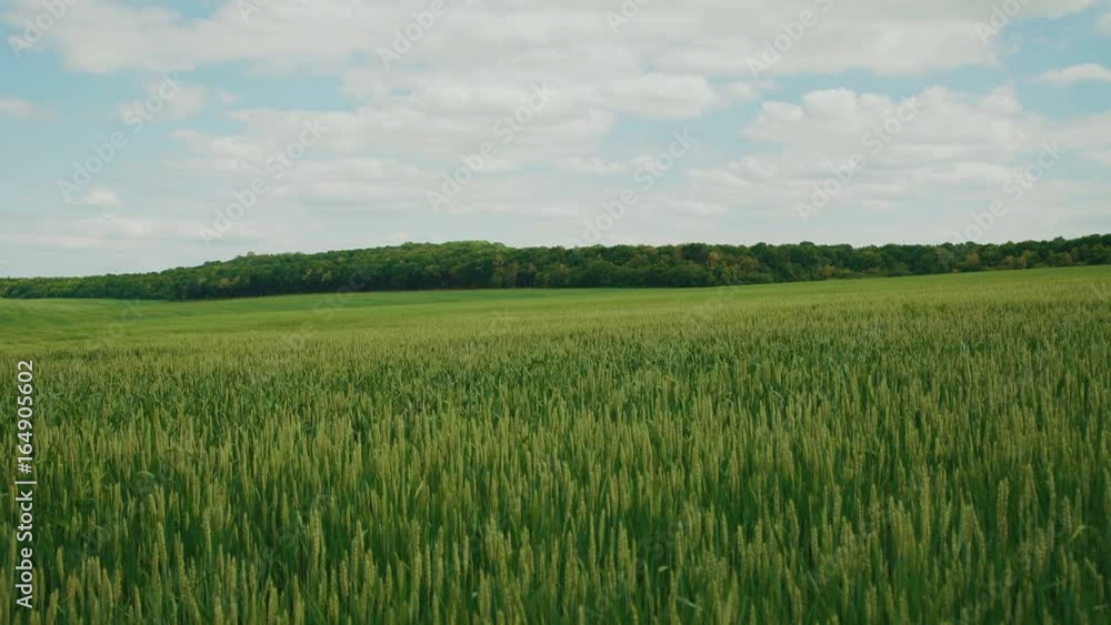 Amazing landscape of wheat's fields, sky horizon, and planting trees 4K Amazing landscape of wheat's fields, sky horizon, and planting trees 4K