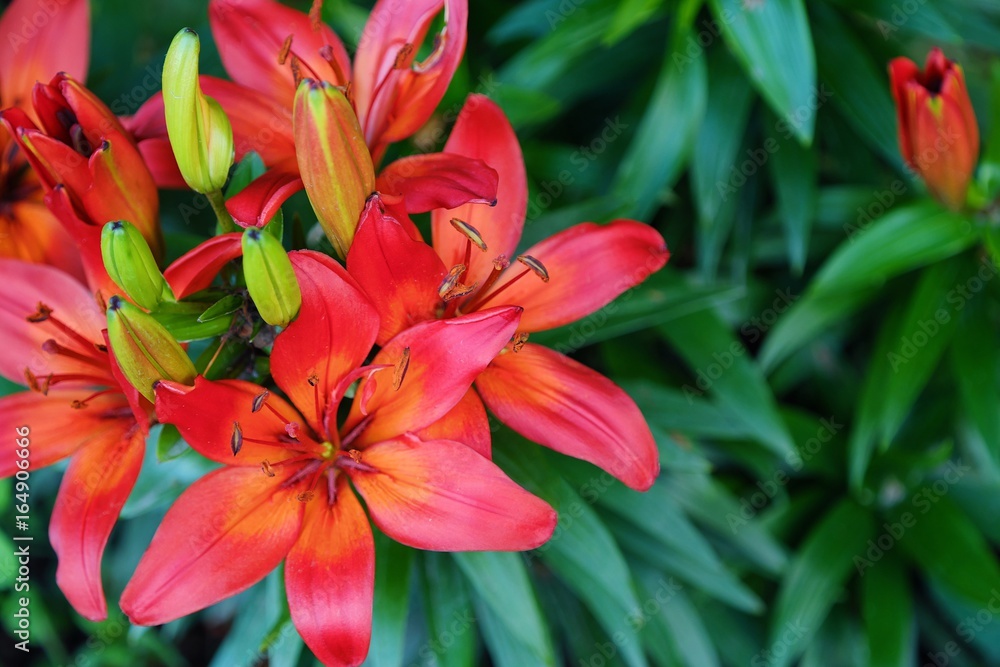 Red orange lilies in the summer garden Red orange lilies in the summer garden