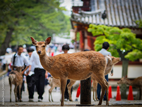 Nara photo