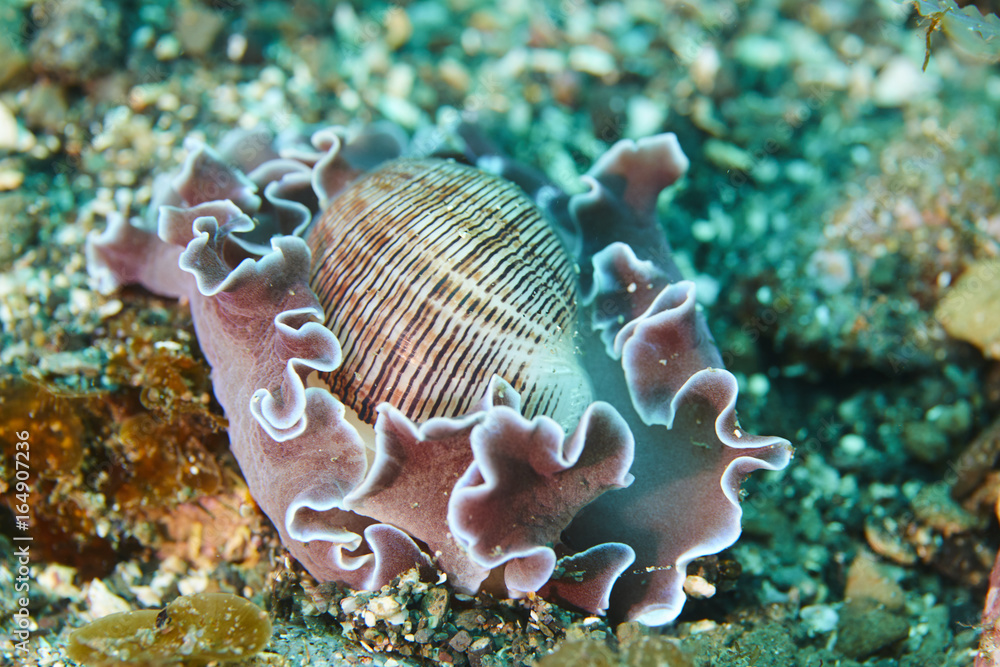 Fototapeta premium ミスガイ-03