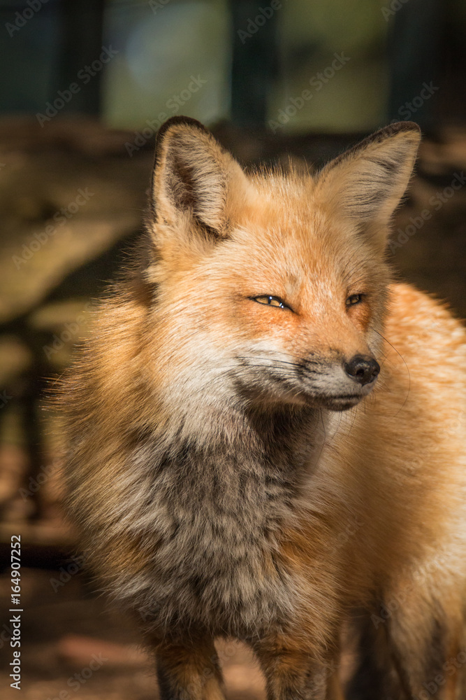 Red Fox – Vulpes Vulpes Closeup Red Fox – Vulpes Vulpes Closeup