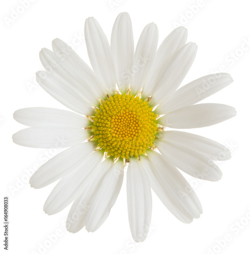 Oxeeye daisy  Leucanthemum vulgare flower isolated on white background