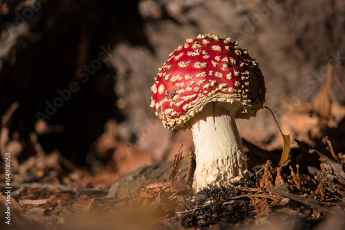 red cap mushroom