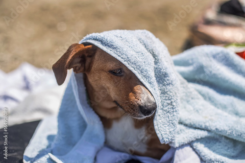 Cute little dog with a towel over his muzzle at the beach in summer
