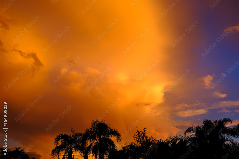 silhouetted palm trees against vivid florida sunset