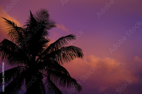 silhouetted palm trees against vivid florida sunset