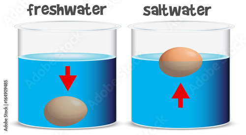 Science experiment for freshwater and saltwater