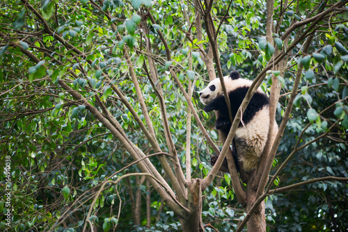 Giant panda sleeping in a tree