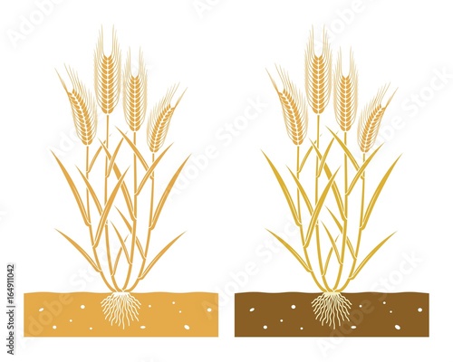 wheat plant with leaves and ears of wheat