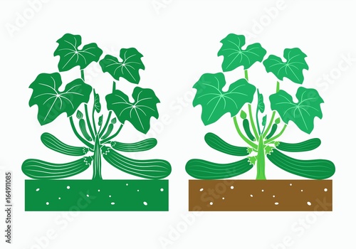 zucchini plant with leaves and product