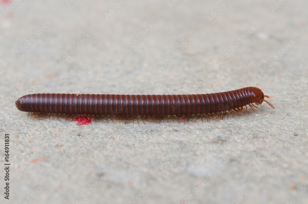 Macro of orange and black millipede on the floor, Millipede coiled, Disambiguation Macro of orange and black millipede on the floor, Millipede coiled, Disambiguation