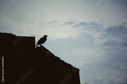 Silhouette of bird stand on the roof in dramatic sky. Low key. Nature background concept.