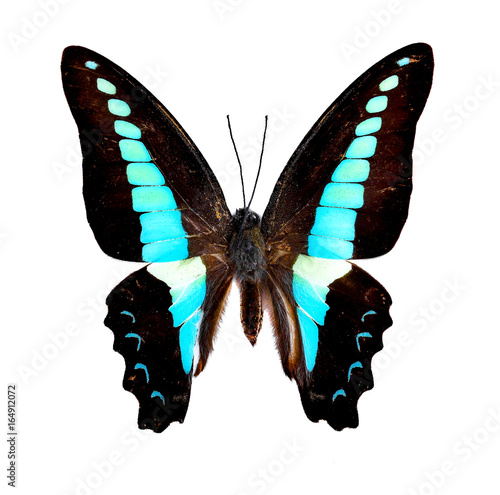 Common Bluebottle Butterfly (Graphium sarpedon) or Blue Triangle a species of swallowtail butterfly Top View on white background.