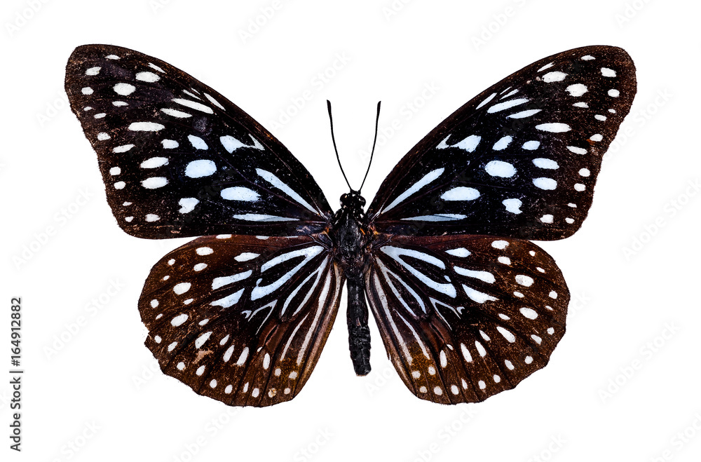A beautiful closeup Dark Blue Tiger Butterfly isolate on white background.(Tirumala septentrionis)
