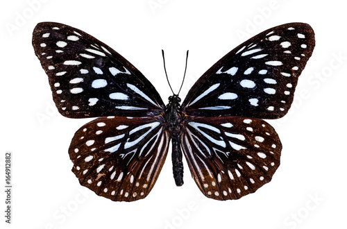 A beautiful closeup Dark Blue Tiger Butterfly isolate on white background.(Tirumala septentrionis)
