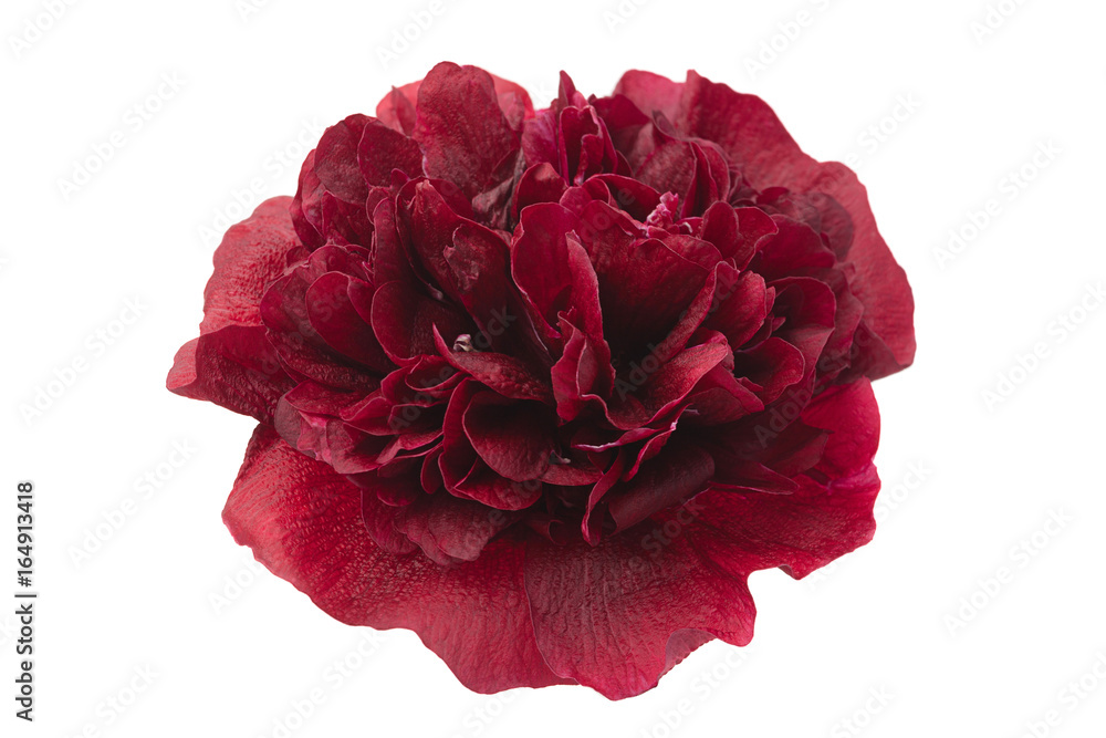 Purple rose hollyhock flower closeup Purple rose hollyhock flower closeup
