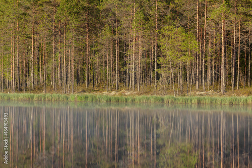 Forest reflecting to small lake at morning