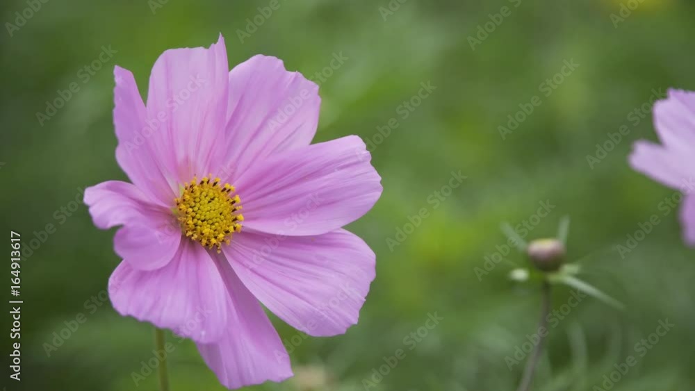 Beautiful purple flowers in Sunny weather. Beautiful purple flowers in Sunny weather.