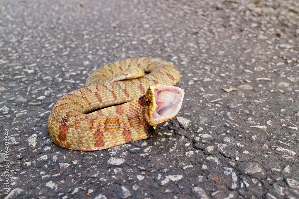 Eastern Hognose snake in a defensive posture on a road Eastern Hognose snake in a defensive posture on a road