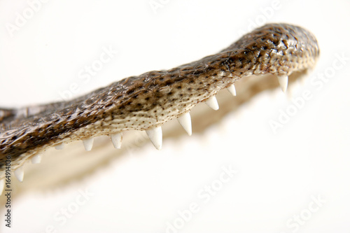 Aligator's jaw