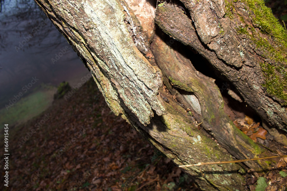 Wood Wood