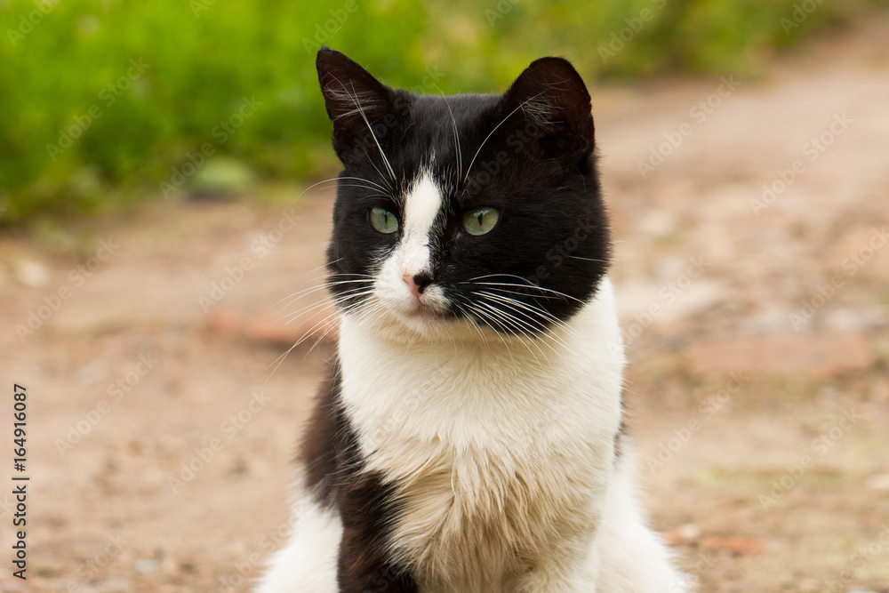 Portrait Of White And Black Cute Cat Pussycat Outdoor Summer Close Up. Portrait Of White And Black Cute Cat Pussycat Outdoor Summer Close Up.
