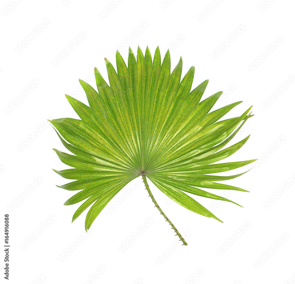 Naklejka premium green leaf of palm tree isolated on white background
