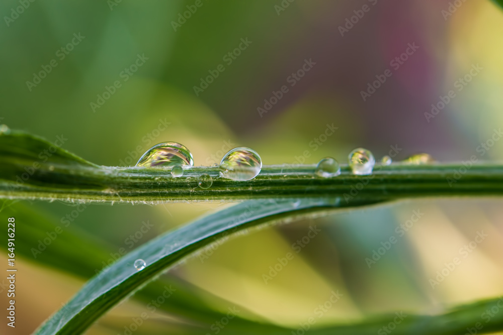 Large water droplets, rain on the green grass in the bright purple background blur Large water droplets, rain on the green grass in the bright purple background blur