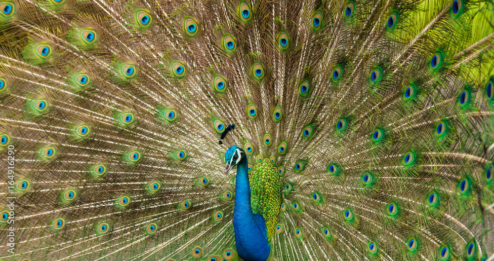 Fototapeta premium The Many Eyed Peacock