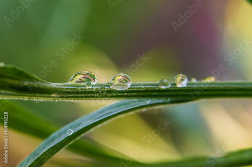 Large water droplets, rain on the green grass in the bright purple background blur