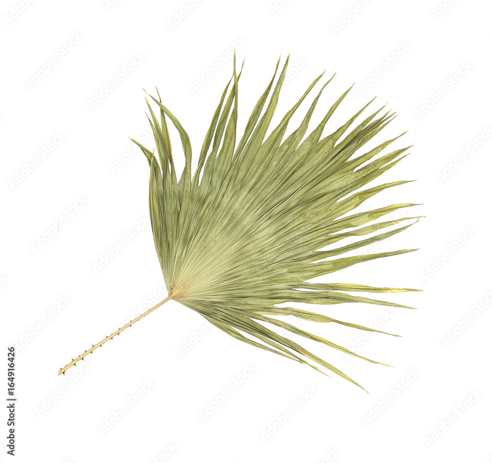 Fototapeta premium green leaf of palm tree isolated on white background