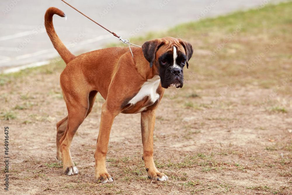 Dog breed Boxer