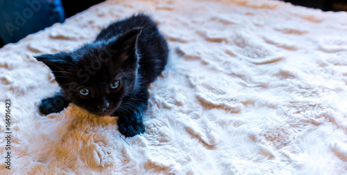 Black Kitten with blue eyes