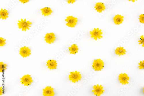 Yellow Wedelia flowers pattern on white background