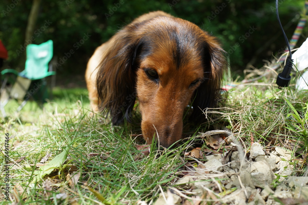 ミニチュアダックス 犬 散歩 芝生 草を食べる Stock Photo Adobe Stock