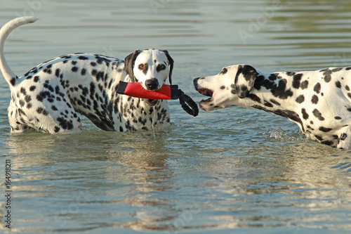 Foto Two dalmatian dogs swimming in water with toy