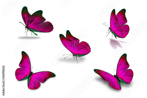 fifth pink butterfly