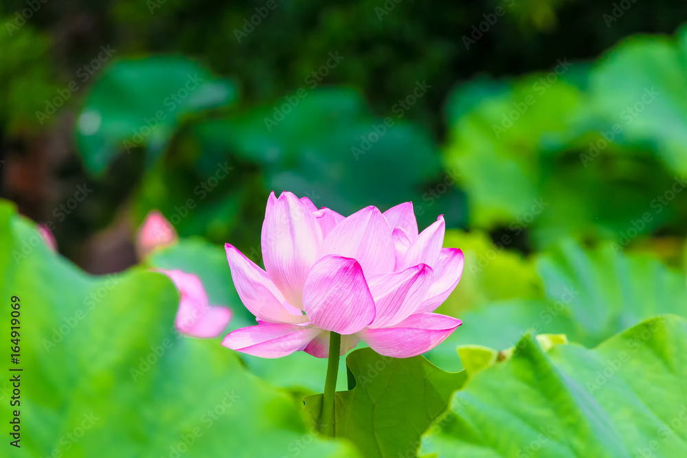 The Lotus Flower.Background is the lotus leaf and lotus flower and tree.Shooting location is  Yokohama, Kanagawa Prefecture Japan.