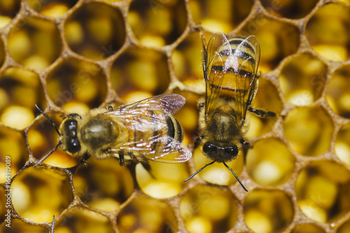 pszczoły na plastrze miodu w pasiece #164919089
